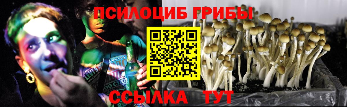 Псилоцибиновые грибы Psilocybe Нурлат